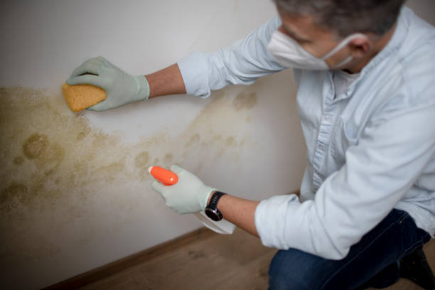 Best Mold Testing and Inspection Services in Orange Cove, CA