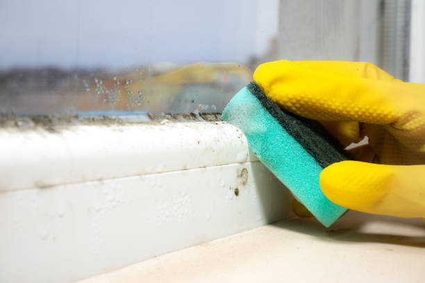 Best Basement Mold Remediation in Orange Cove, CA