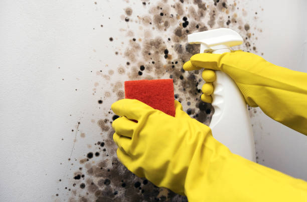 Best Preventive Mold Services in Orange Cove, CA