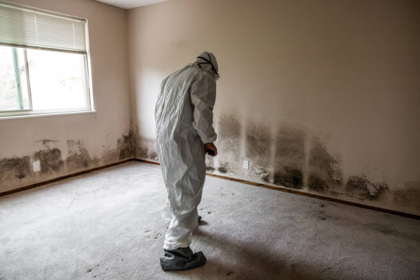 Best Kitchen Mold Remediation in Orange Cove, CA