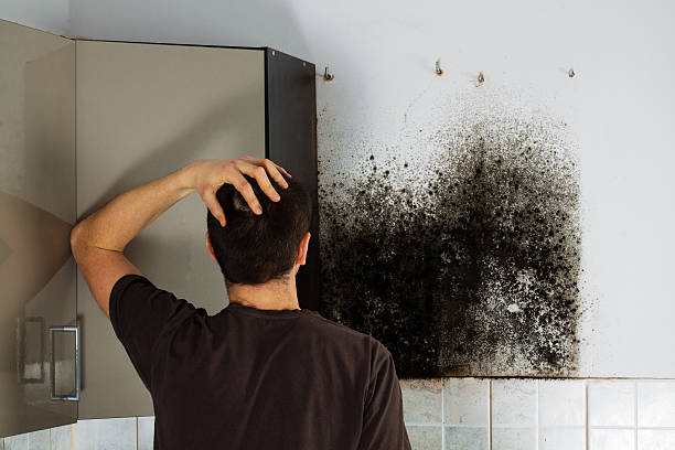 Best Black Mold Remediation in Orange Cove, CA