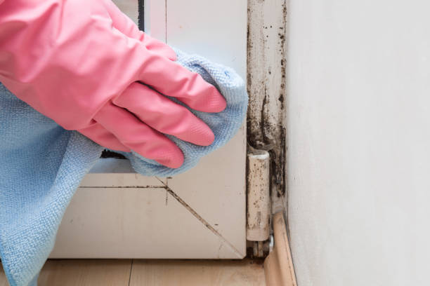 Best Attic Mold Remediation in Orange Cove, CA
