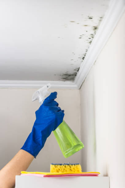 Best Industrial Mold Remediation in Orange Cove, CA